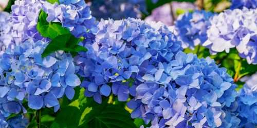 青や紫のアジサイの花言葉